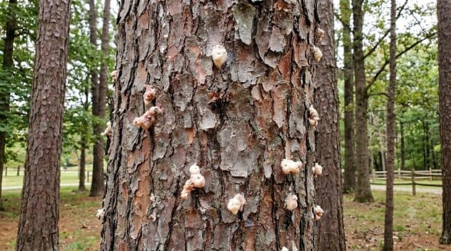 5 Signs Your Lexington Pine Trees Are Infested with Southern Pine Beetles