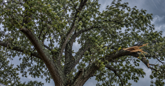 How South Carolina Weather Affects Columbia Trees