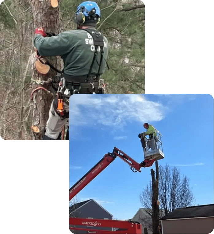 Veteran-Owned Tree Care Driven by Honor & Integrity