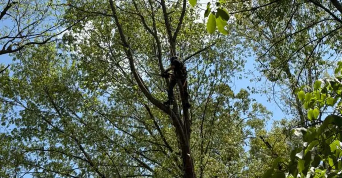 ISA-certified arborist climbing a large oak during a sectional tree removal job
