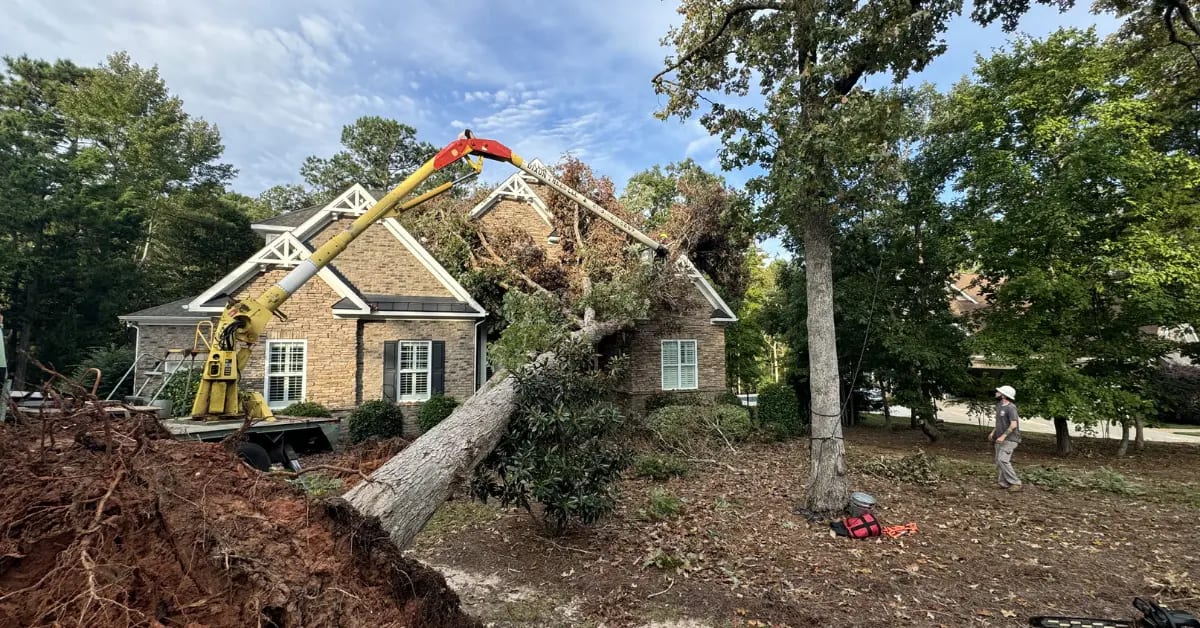Dixon Trees crew removing large trees from a residential property in Lexington, South Carolina.