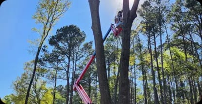 Tree Removal