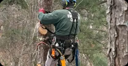 Tree Trimming